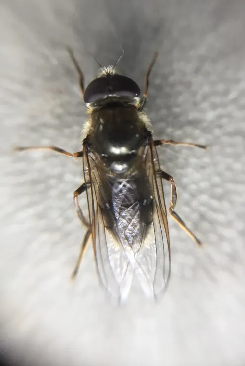 Cheilosia caerulescens - photo 5