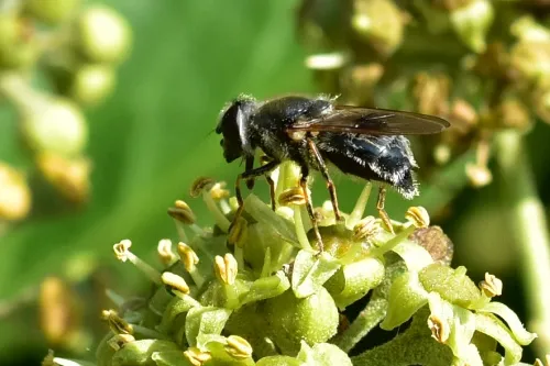Cheilosia caerulescens - photo 6