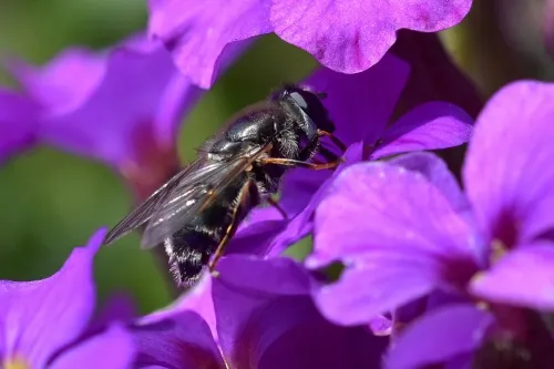Cheilosia caerulescens - photo 7