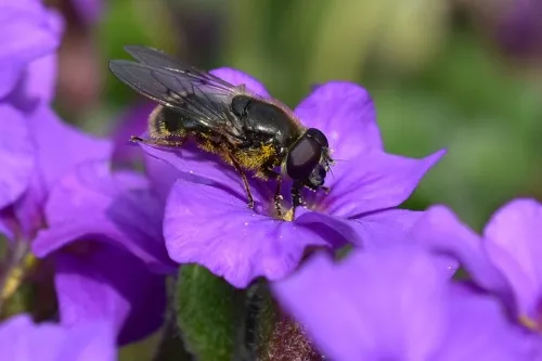 Cheilosia caerulescens - photo 8