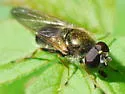 Cheilosia capillata