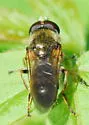 Cheilosia capillata - photo 2