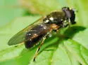 Cheilosia capillata - photo 3