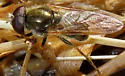 Cheilosia capillata - photo 4