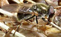Cheilosia capillata - photo 5
