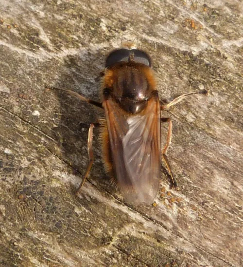 Cheilosia grossa