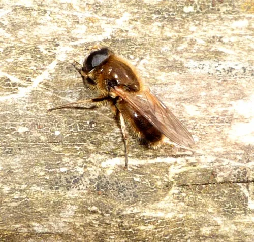 Cheilosia grossa - photo 2