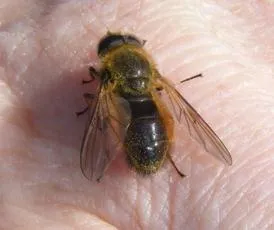 Cheilosia grossa - photo 3