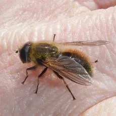 Cheilosia grossa - photo 4