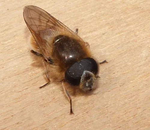 Cheilosia grossa - photo 5