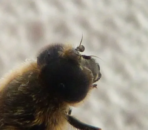 Cheilosia grossa - photo 6