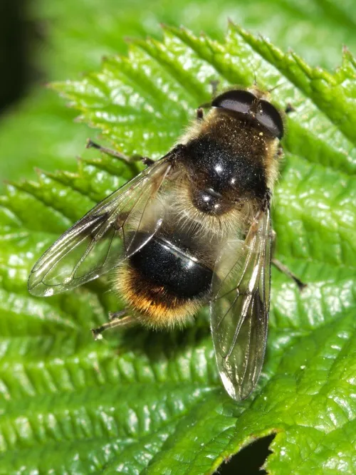 Cheilosia illustrata