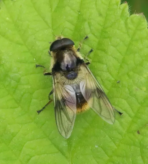 Cheilosia illustrata - photo 2