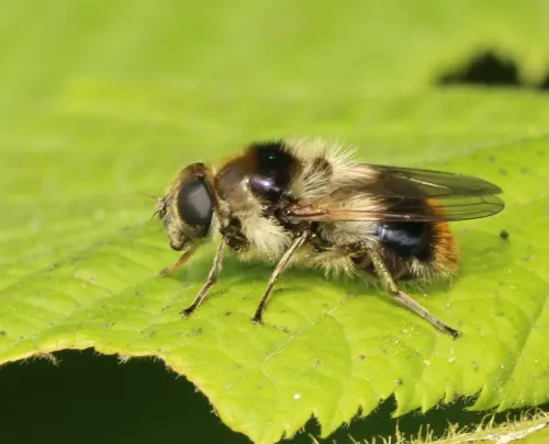 Cheilosia illustrata - photo 3