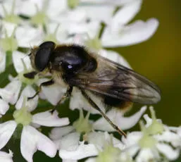 Cheilosia illustrata - photo 4