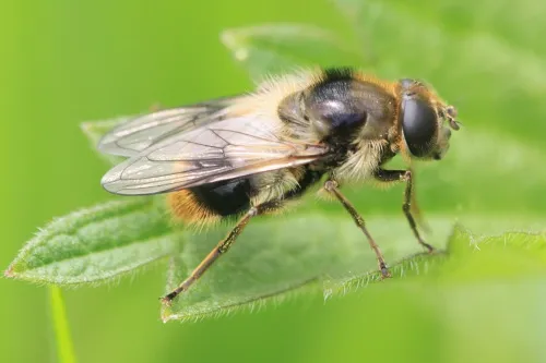 Cheilosia illustrata - photo 5
