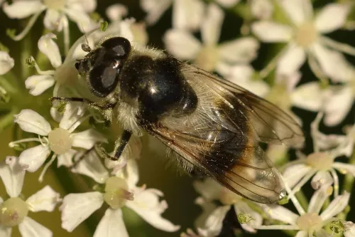 Cheilosia illustrata - photo 6