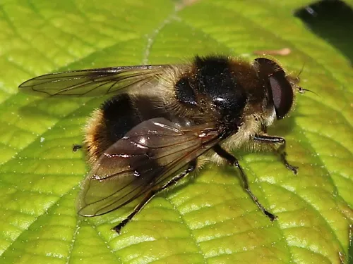 Cheilosia illustrata - photo 7