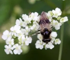 Cheilosia illustrata - photo 8