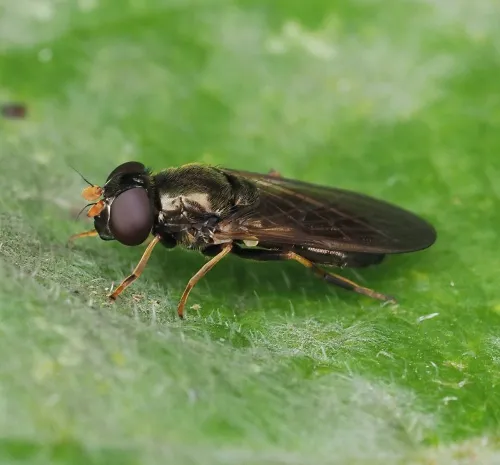 Cheilosia pagana