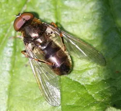 Cheilosia pagana - photo 2