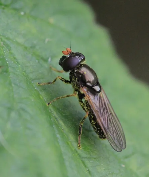 Cheilosia pagana - photo 3