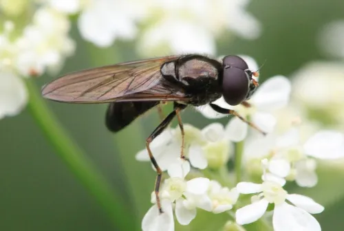Cheilosia pagana - photo 4