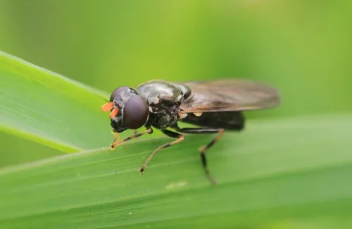 Cheilosia pagana - photo 5