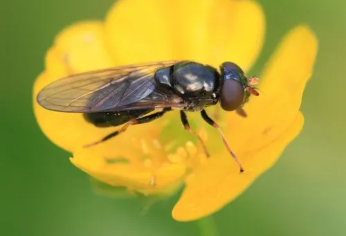 Cheilosia pagana - photo 6