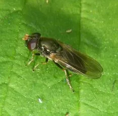 Cheilosia pagana - photo 7