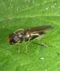 Cheilosia pagana - photo 8