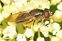 Cheilosia pallipes - Cheilosia pallipes