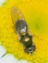 Cheilosia pallipes - photo 2