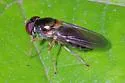 Cheilosia pallipes - photo 3