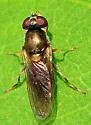 Cheilosia pallipes - photo 4