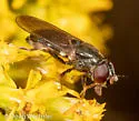 Cheilosia pallipes - photo 5