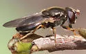 Cheilosia prima - Cheilosia prima