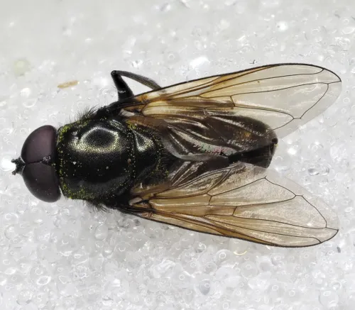 Cheilosia ranunculi