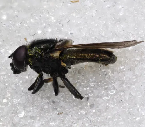 Cheilosia ranunculi - photo 2