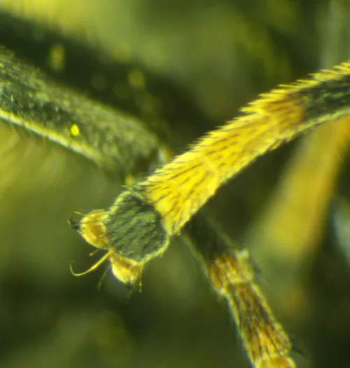 Cheilosia ranunculi - photo 3