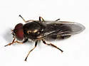 Cheilosia shannoni - Cheilosia shannoni