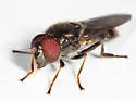 Cheilosia shannoni - photo 2