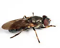 Cheilosia shannoni - photo 4