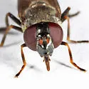 Cheilosia shannoni - photo 5