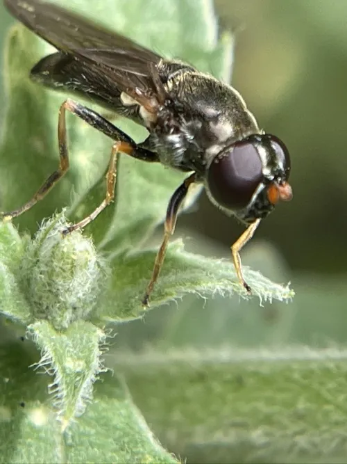 Cheilosia soror