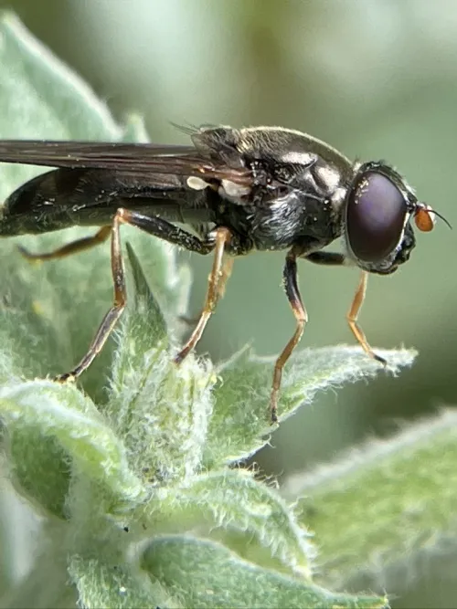 Cheilosia soror - photo 2