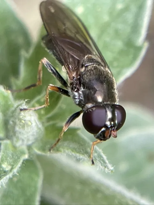 Cheilosia soror - photo 3