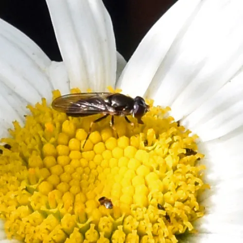 Cheilosia soror - photo 4
