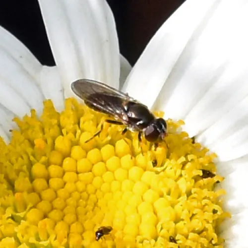 Cheilosia soror - photo 5