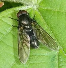 Cheilosia variabilis